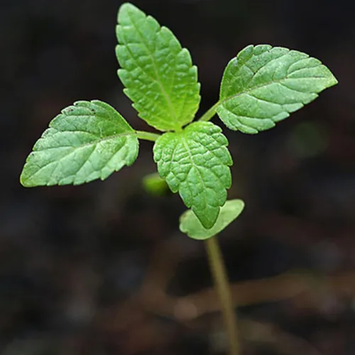 Miniatura 7 de Seed Needs, Semillas de menta – 1000 semillas tradicionales para plantar Mentha piperita – Hierba medicinal/culinaria, sin OMG y sin tratar – Ideal