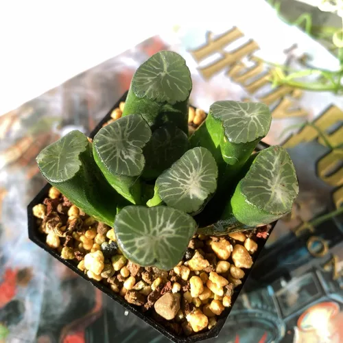 Miniatura 13 de Dudleya Gnoma S.W.McCabe Plantas suculentas raras vivas, 5-7 cabezas de 3.5" Raíz desnuda sin maceta y tierra, decoración para jardín
