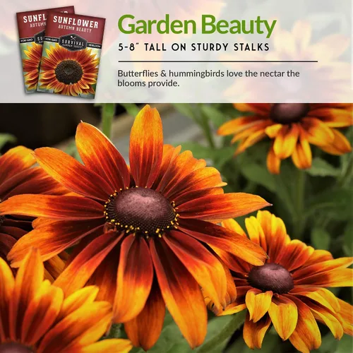 Miniatura 6 de Survival Garden Seeds - Semilla de girasol de Autumn Beauty para plantar - Paquete con instrucciones para plantar y cultivar flores hermosas