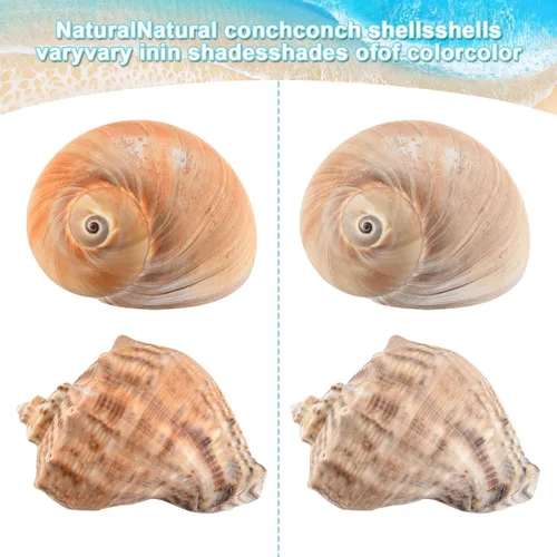 Miniatura 6 de 6 conchas grandes de cangrejo ermitaño, concha natural de concha de mar de 2.8 a 3.9 pulgadas, tamaño de apertura de 1.5 a 2.5 pulgadas, conchas