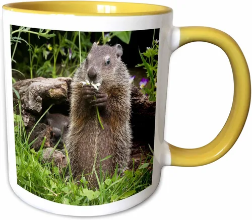 Miniatura 13 de 3dRose Estados Unidos, Minnesota, arenisca. Marmota alimentándose de una flor. Taza negra de dos tonos de 11 oz Negro