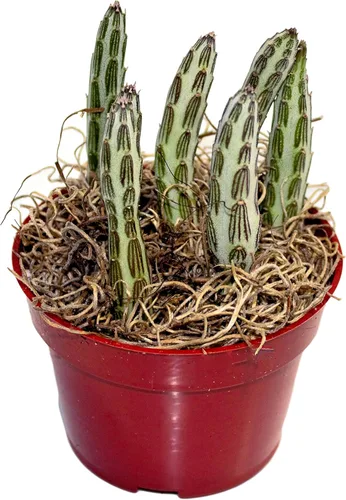 Fat Plants San Diego Planta(s) Suculenta(s) Completamente Enraizada(s) en Macetas Plantadoras de 4 Pulgadas con Tierra - Suculentas Reales Vivas en