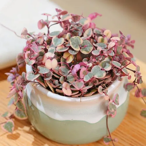 Miniatura 4 de Ceropegia Woodii Variegada Cadena de Corazones Planta Viva, Enredadera Suculenta Trepadora, Rara Planta de Interior Viva en Maceta