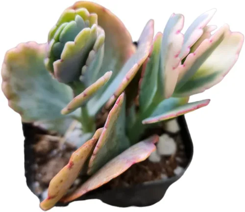 Miniatura 10 de Plantas suculentas de cactus vivos de USKC (maceta de 2 pulgadas Echeveria Blue Bird)