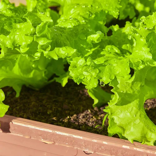 Miniatura 3 de Más de 20.000 semillas de lechuga, semillas de vegetales tradicionales para plantar en interiores y exteriores, 10 variedades de verduras frescas