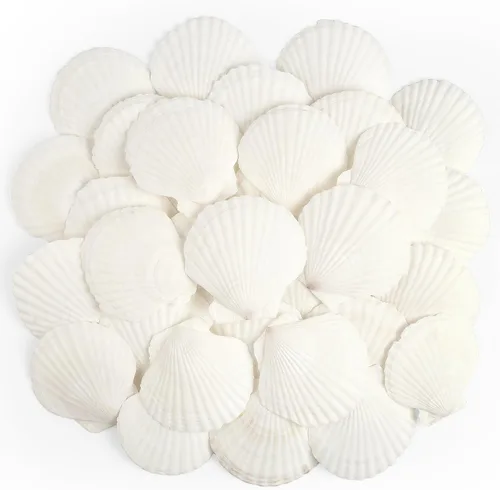Jangostor 20 conchas de vieira natural, conchas de vieira de 2.3 a 3.5 pulgadas, conchas de vieira blancas grandes para manualidades, decoración de