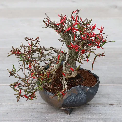 Miniatura 2 de Maceta de bonsái japonesa artesanal en forma de media luna de la serie Banko de Wazakura 4.72 in (120 mm), maceta de jardín de cerámica sin esmaltar
