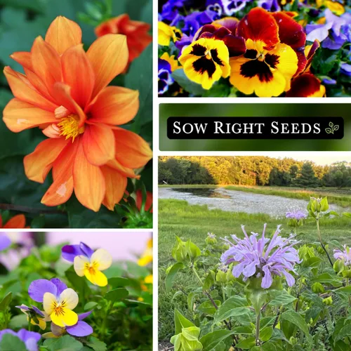 Miniatura 3 de Sow Right Seeds - Colección de semillas de flores comestibles para plantar - Paquetes individuales de capuchina, pensamiento, lavanda, manzanilla