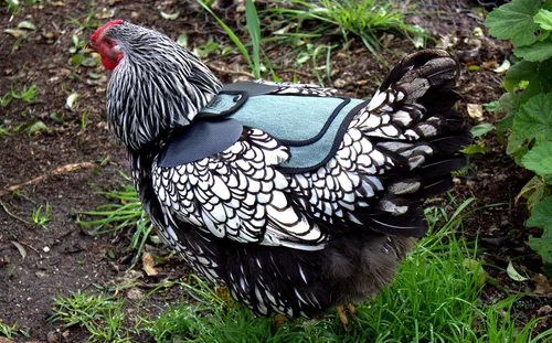 Miniatura 5 de DOWN UNDER OUTDOORS Sillín para pollo mediano-grande con correas ajustables, delantal para pollo, protector de aves de corral, suministros para Azul
