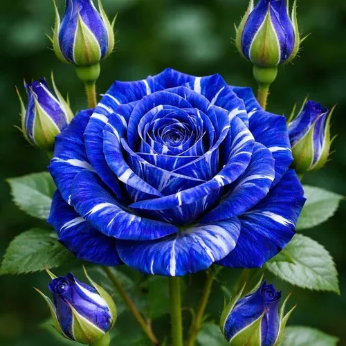 Miniatura 3 de Más de 220 semillas de rosas híbridas para plantar rosas trepadoras, arbustos perennes, plantas ornamentales de larga floración para decoración