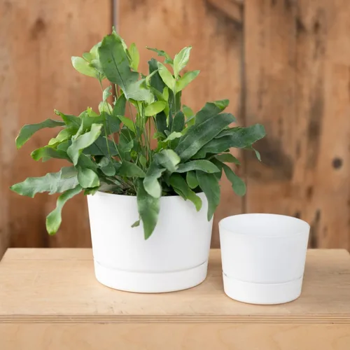 Miniatura 3 de Root & Vessel Majestic Mid-Century - Maceta cilíndrica moderna de perfil bajo, color blanco mate, 8.5 pulgadas