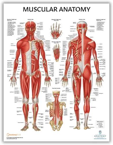 Anatomy Lab Tabla anatómica del sistema muscular, laminado, 17.3 x 22.5 pulgadas, diagrama de los músculos, carteles médicos, póster del sistema