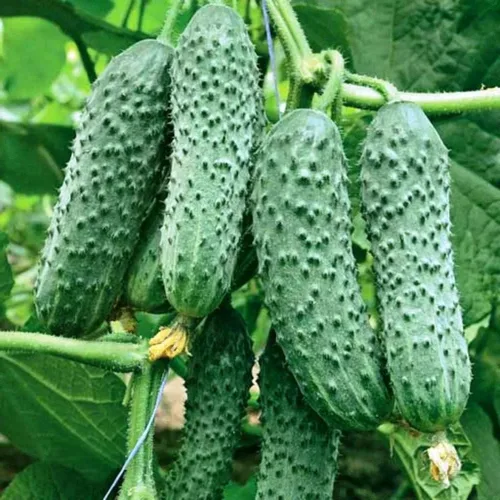 Semillas Pepino Envy of The Neighbors F1 Hybrid Open-Polinated Vegetable for Planting Non-GMO - Tiempo de cosecha 40 días