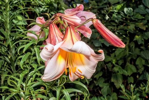 Miniatura 8 de 10 semillas de flores blancas y rosas de Royal / King's Lilium Regale