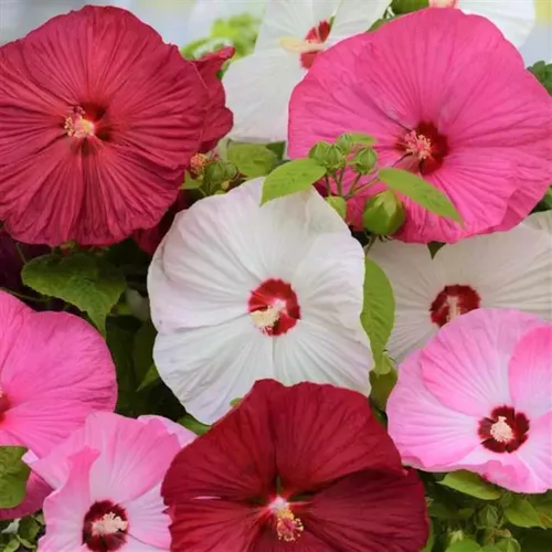 Plantas de hibisco, planta viva de hibisco, plantas de hibisco resistentes vivas, de 8 a 12 pulgadas de alto, planta de flores perennes, desnudo,