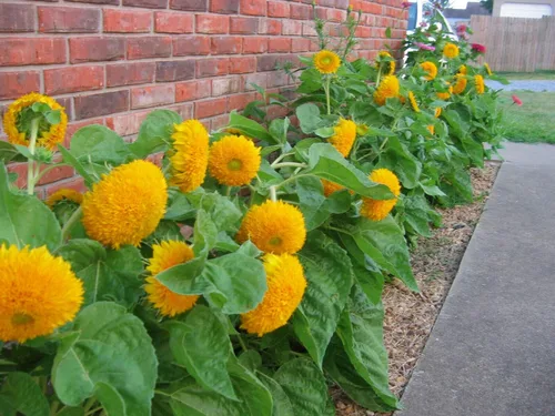Miniatura 3 de Semillas de girasol para plantar reliquia y sin OMG 50 semillas de girasol de oso de peluche para plantar en jardines domésticos Instrucciones