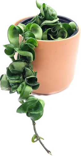 Hoya Hindu Rope Planta de interior viva de 4 pulgadas en maceta o Hoya Carnosa Compacta Easycare Plant | Purificador de aire natural | Cultivado en