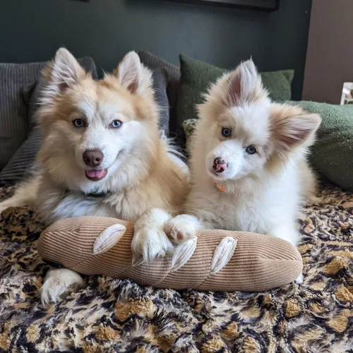 Miniatura 6 de CHEWFFON Juguete Interactivo Chirriante para Perros, Juguetes de Rompecabezas de Enriquecimiento para Perros, Juego de Liberación de Estrés