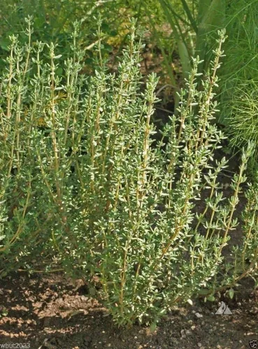 Semilla de tomillo alemán de invierno - Culinario, Hierba medicinal resistente al invierno (1000 semillas)