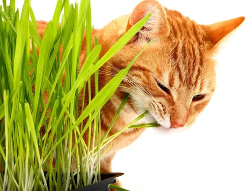 Semillas de hierba de gato para plantar, 1,000 semillas, golosinas nutritivas y sabrosas para gatos y otros animales.