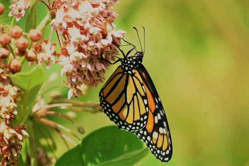 Miniatura 3 de Semillas nativas de algodoncillo común para plantar (100 semillas) – Asclepias syriaca – Ideal para Butr»