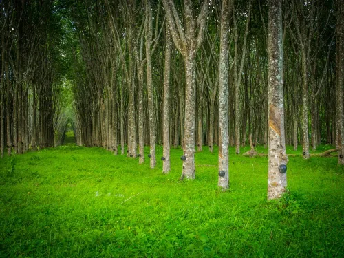 Miniatura 2 de Semillas de Árbol de Caucho Resistentes para Plantar - 20 Semillas - Eucommia ulmoides