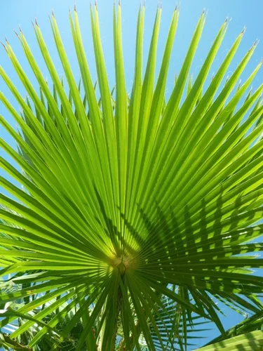 Miniatura 2 de 30 semillas de palmera de abanico, Washington Filifera, planta de hoja perenne de rápido crecimiento
