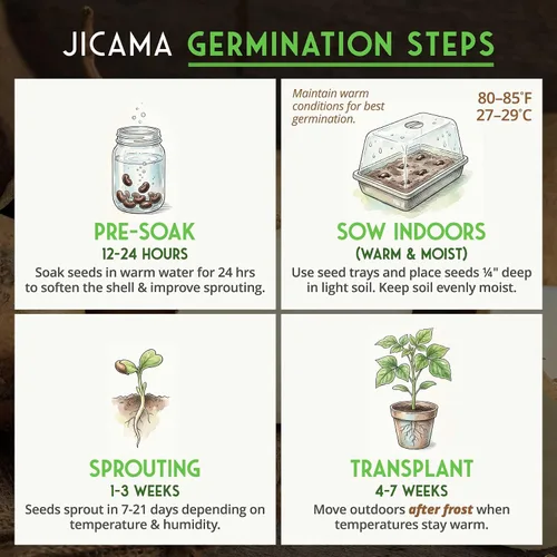 Miniatura 4 de Semillas de jícama para plantar – Nabo mexicano (Pachyrhizus Erosus), vegetal de raíz de ñame – Vid tolerante a la sequía de temporada cálida
