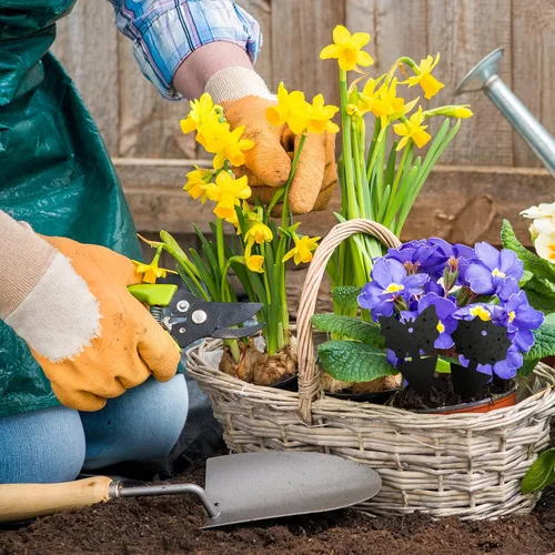 Miniatura 6 de USKICH Trampa adhesiva para moscas de la fruta y mosquitos, trampas adhesivas para insectos para interiores y exteriores, para moscas blancas