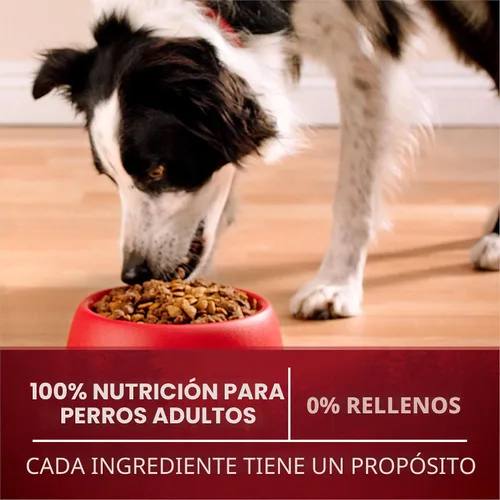 Miniatura 9 de Purina ONE Alimento seco natural para perros con alto contenido de proteínas, True Instinct con carne de res real y salmón con caldo de huesos