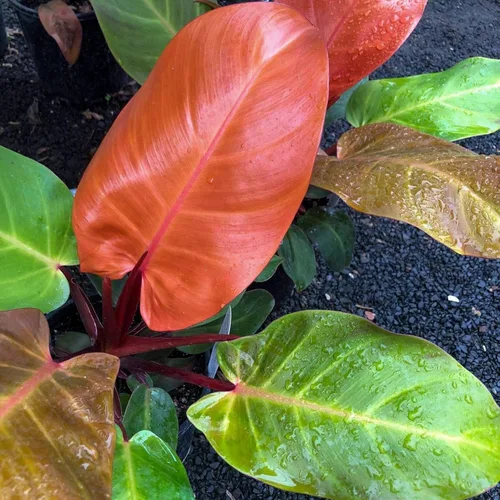 Philodendron - Paquete variado de 3 plantas vivas en macetas de 2 pulgadas, elección del cultivador de plantas de interior raras y elegantes