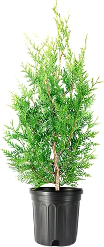 Green Giant Arborvitae | Árbol vivo de 1 galón | Thuja Plicata | Plantas de cribado de privacidad de hoja perenne