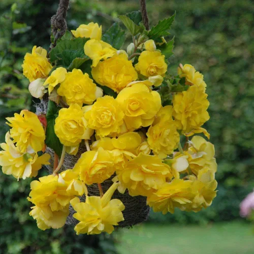 (5) amarillo Pendula Begonia, hermoso amarillo floración foco, plantas, flores, semillas, bombillas, plantas, y más