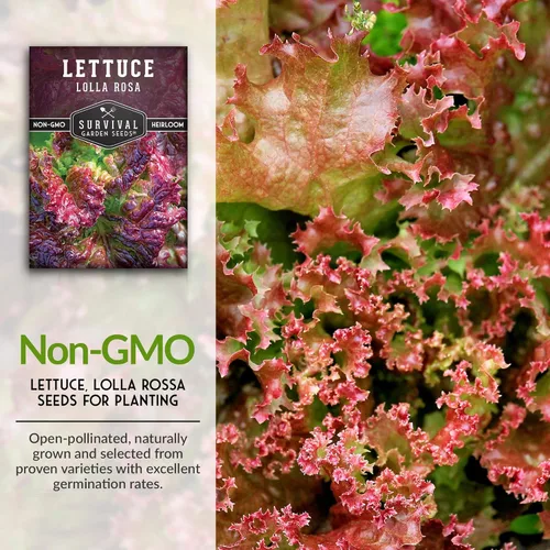 Miniatura 3 de Lolla Rossa Semillas de lechuga para plantar, semillas de lechuga de hoja roja para cultivo de jardín, tolerantes al calor, variedad heredada sin