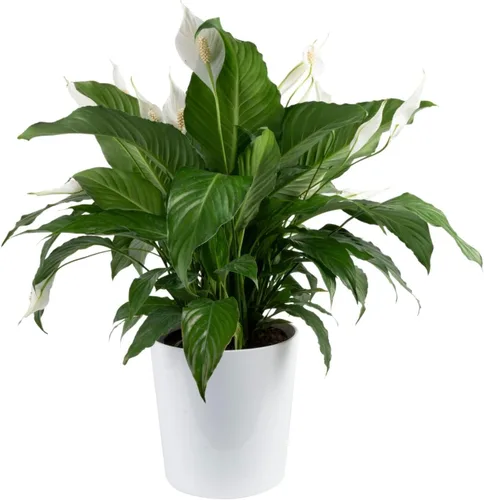 Miniatura 17 de Costa Farms Peace Lily - Planta viva en maceta decorativa, planta de interior purificadora de aire, perfecta para decoración del hogar, habitación u