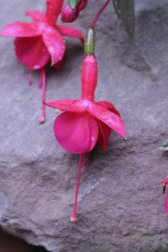 Miniatura 5 de Mezcla de 100 semillas de flores fucsia Perenne Home Bonsai