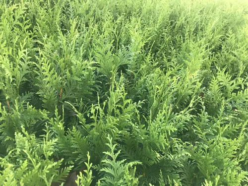 Miniatura 4 de 10 Arborvitae Green Giant Thuja Plicata 2.5 pulgadas Pot 6-12" Alto