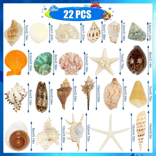 Miniatura 2 de 22 conchas marinas grandes mixtas de conchas marinas de playa y estrellas de mar naturales del océano, conchas marinas coloridas naturales de hasta
