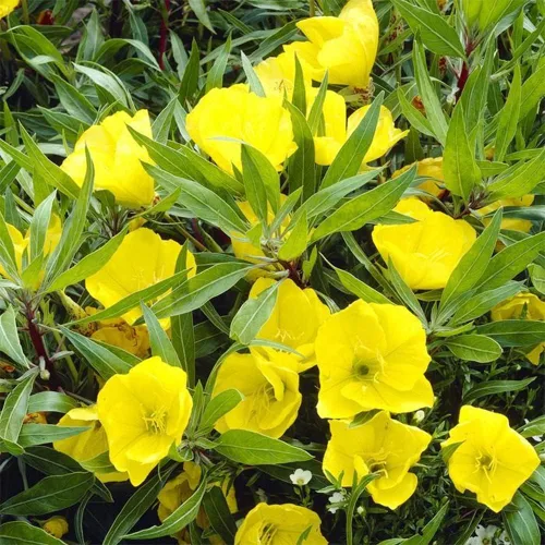 Miniatura 5 de 200 semillas de onagra común enana cubierta de suelo y césped, hermosa flor para maceta, jardín
