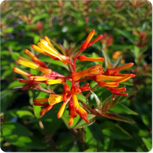 Firefly - Arbusto de fuego rojo escarlata enano, Hamelia Patens cv, planta arbustiva viva, flor naranja amarilla, Emerald Goddess Gardens - Starter