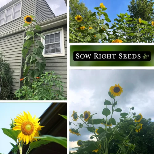 Miniatura 4 de Sow Right Seeds - Semillas de girasol de mamut para plantar - Cultiva girasoles gigantes en tu jardín - Semillas de reliquia sin OMG para plantar un
