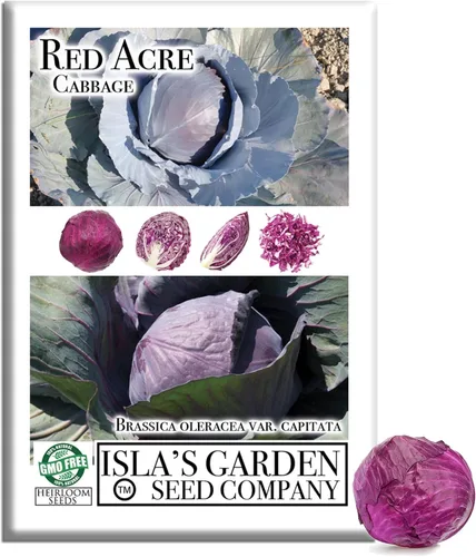 Semillas de col de acre rojo, más de 250 semillas de reliquia por paquete, (semillas de jardín de Isla), semillas sin OMG, nombre botánico: Brassica