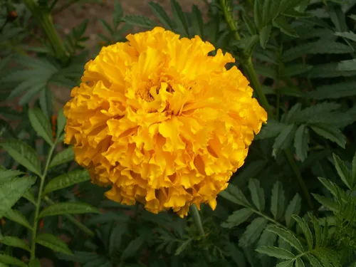 Miniatura 2 de Marigold Cracker Jack Nice Garden Flower 2,000 Semillas