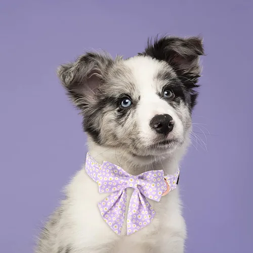 Miniatura 2 de Lionet Paws Collar de primavera para perro con lazo marinero, suave, cómodo, ajustable, lindo collar de margaritas para perros grandes, cuello de 16