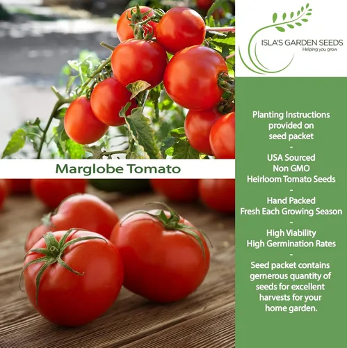 Miniatura 2 de Semillas de tomate Marglobe (Solanum lycopersicum) – Más de 500 semillas sin OMG y reliquias de Isla's Garden Seeds, variedad roja clásica con rico