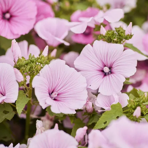 Miniatura 5 de Eden Brothers Semillas de malva rosa - Loveliness