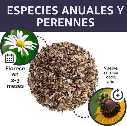 Miniatura 8 de Cut Flower Garden Seeds – Paquete extra grande de 1 onza – Más de 7,500 semillas frescas de flores silvestres polinizadas abiertas sin OMG – Anuales