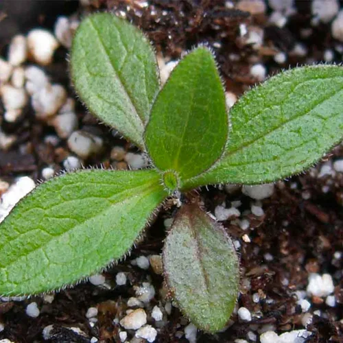 Miniatura 4 de Seed Needs Semillas Aster de Nueva Inglaterra para plantar, reliquia y flores silvestres polinizadas abiertas para plantar y cultivar un jardín
