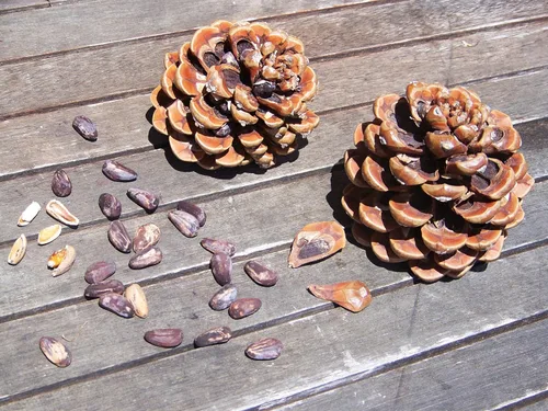 Miniatura 7 de TomorrowSeeds - Semillas de pino de piedra - Más de 30 unidades - para plantar Pinus Pinea Umbrella Pines Mediterráneo Canopy comestible Piñones
