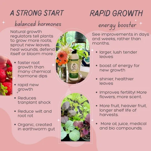 Miniatura 5 de VermisTerra Vitality - Alimento para plantas de interior y plantas de interior, fertilizante equilibrado de la madre tierra, orgánico, esquejes